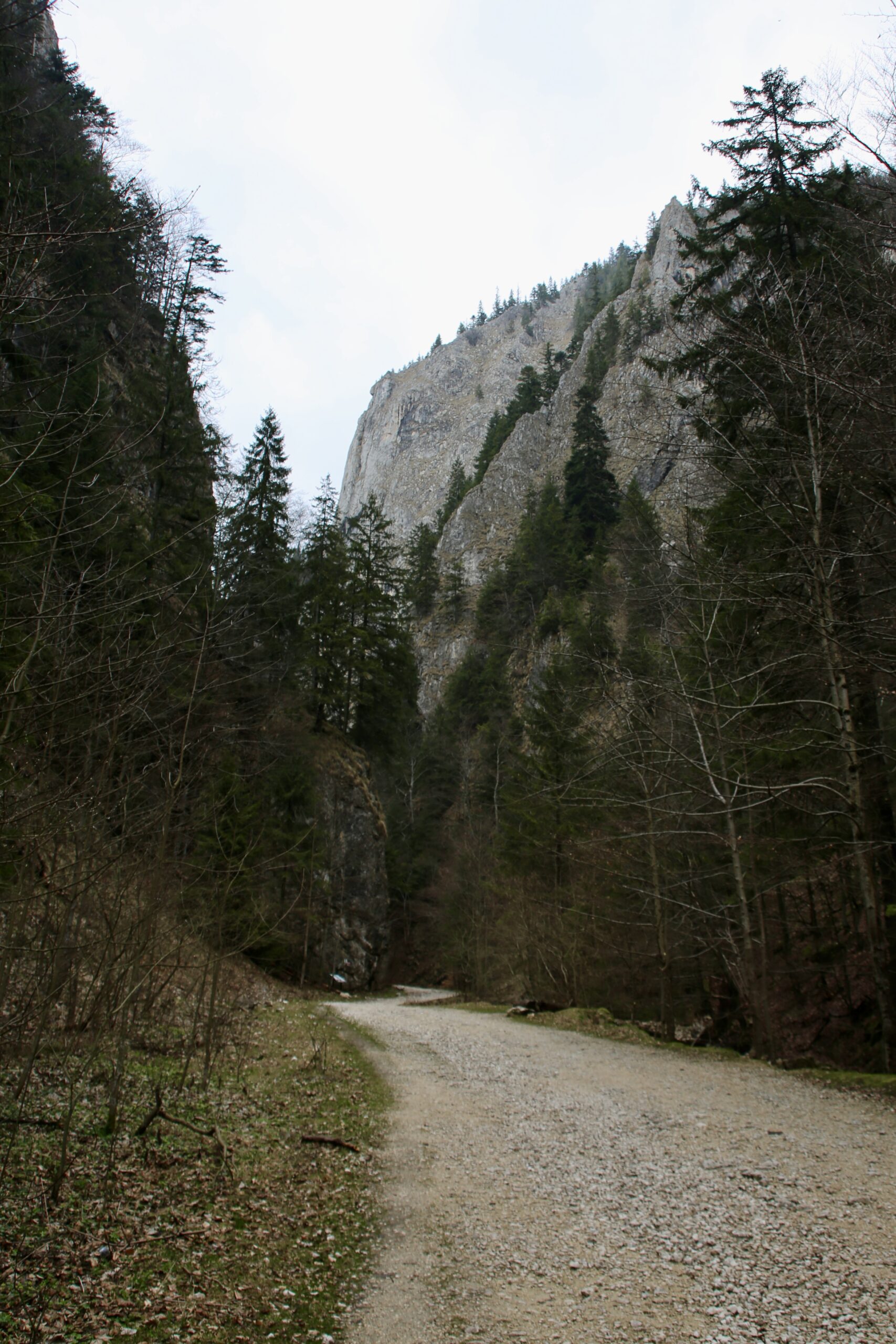 dunkle-tannen-europa-roadtrip-waldlandschaft-individuell-rumänien-osteuropa