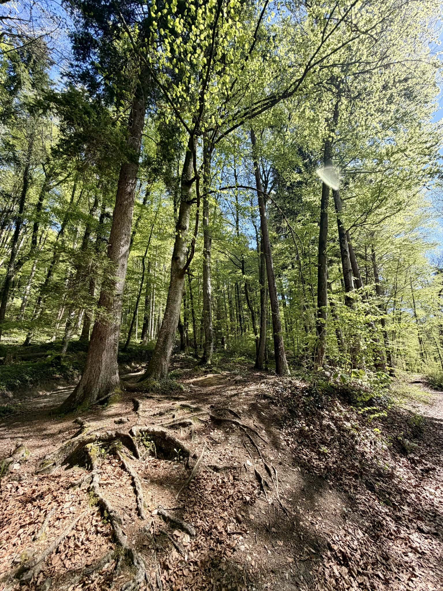 europa-wald-deutschland-roadtrip-balkan-küstenroute