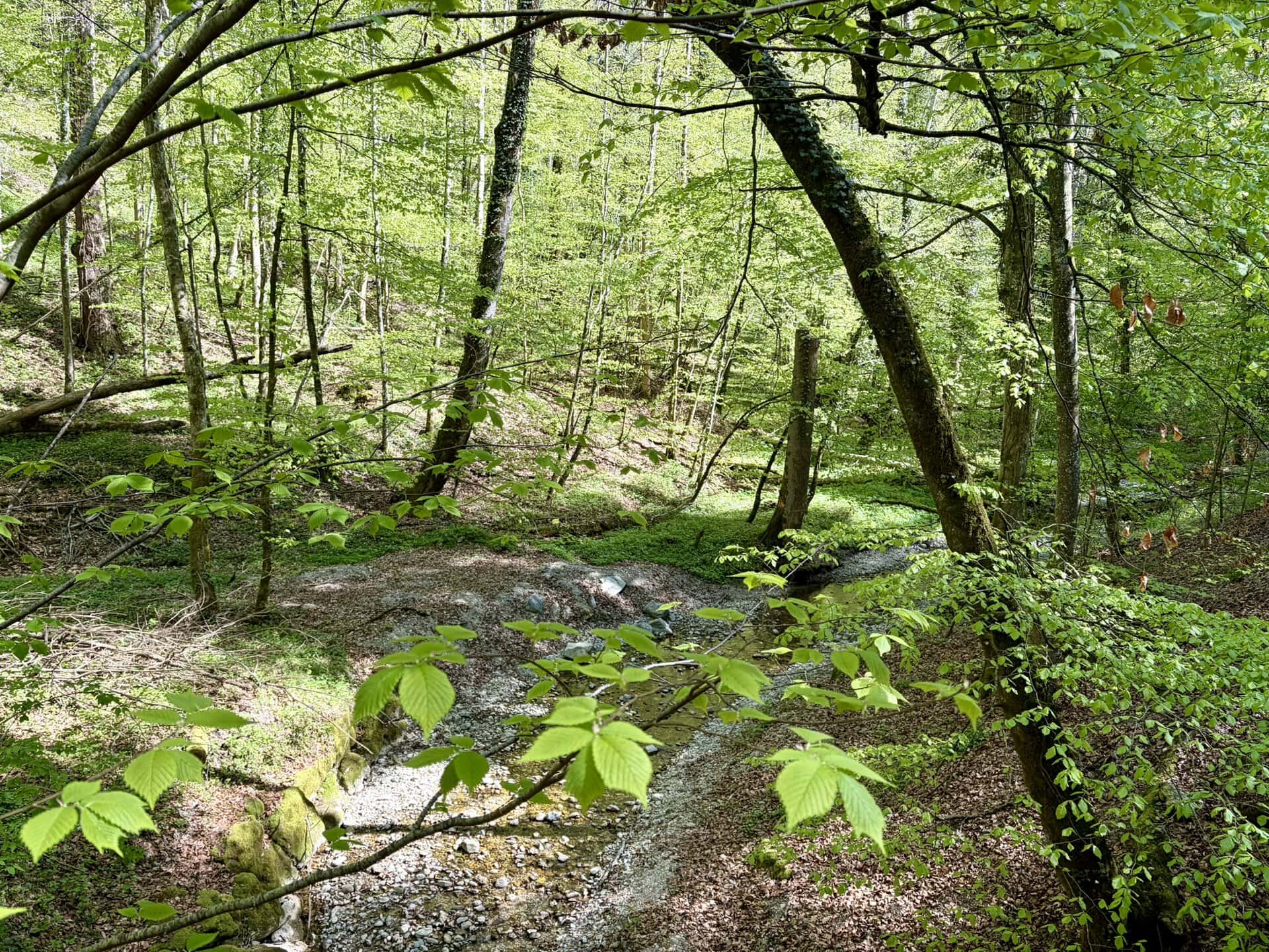 europa-wandern-roadtrip-wald-deutschland-balkan-küstenroute