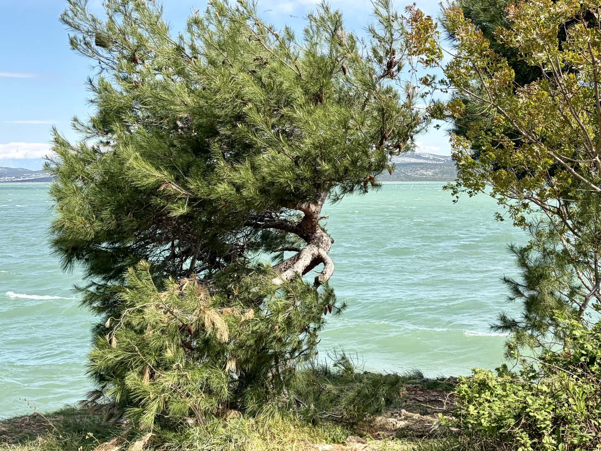 europa-baum-am-meer-roadtrip-balkan-küstenroute