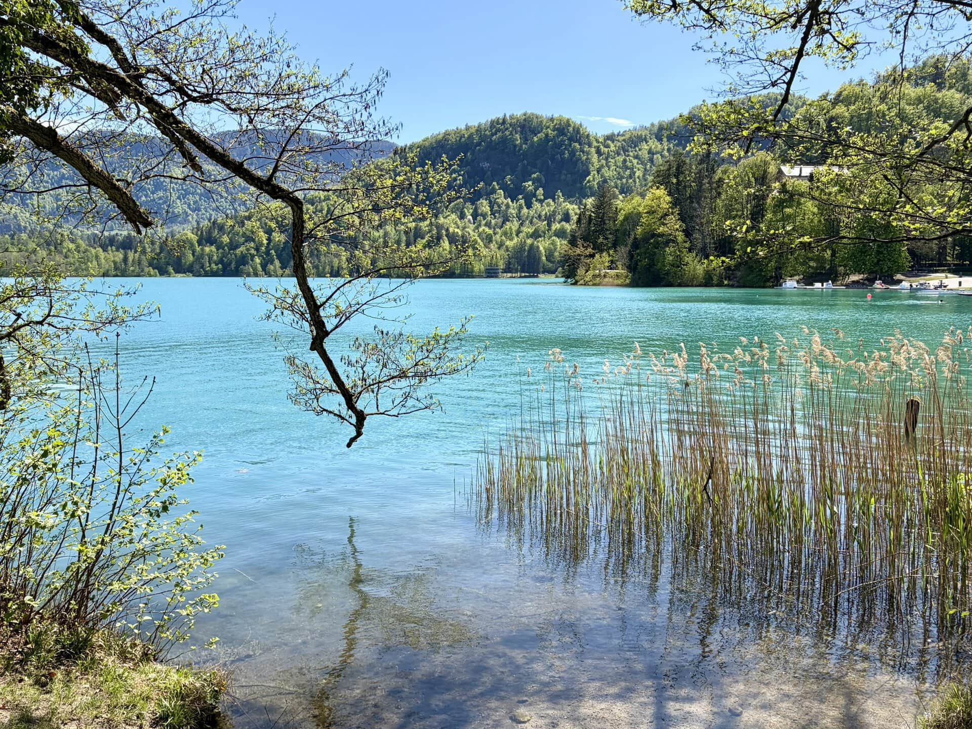 schilf-europa-roadtrip-balkan-seeufer-küstenroute