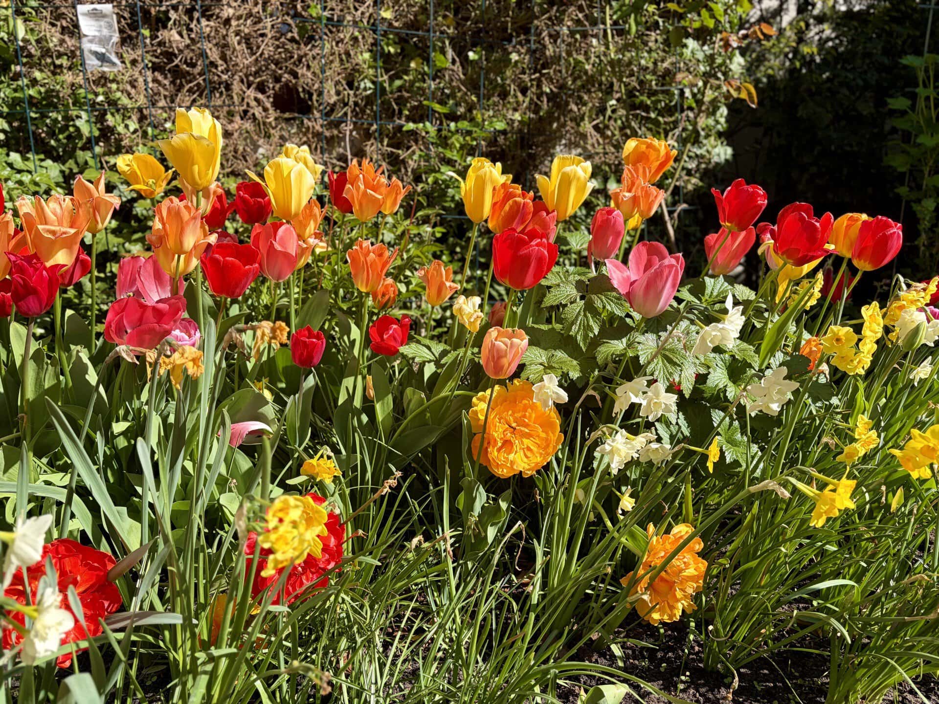 europa-roadtrip-balkan-küstenroute-tulpen