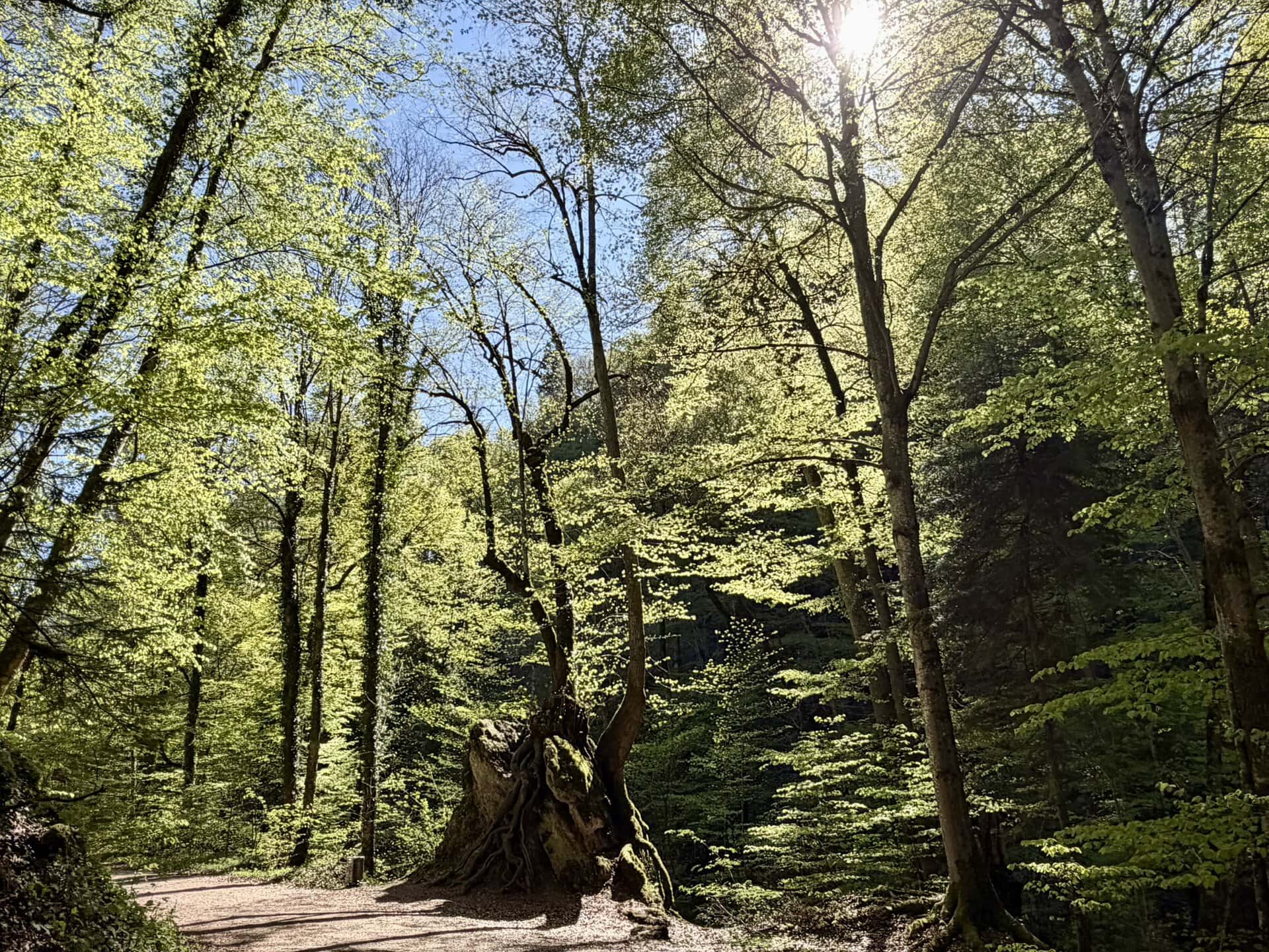 europa-deutscher-mischwald-roadtrip-balkan-küstenroute-spazieren