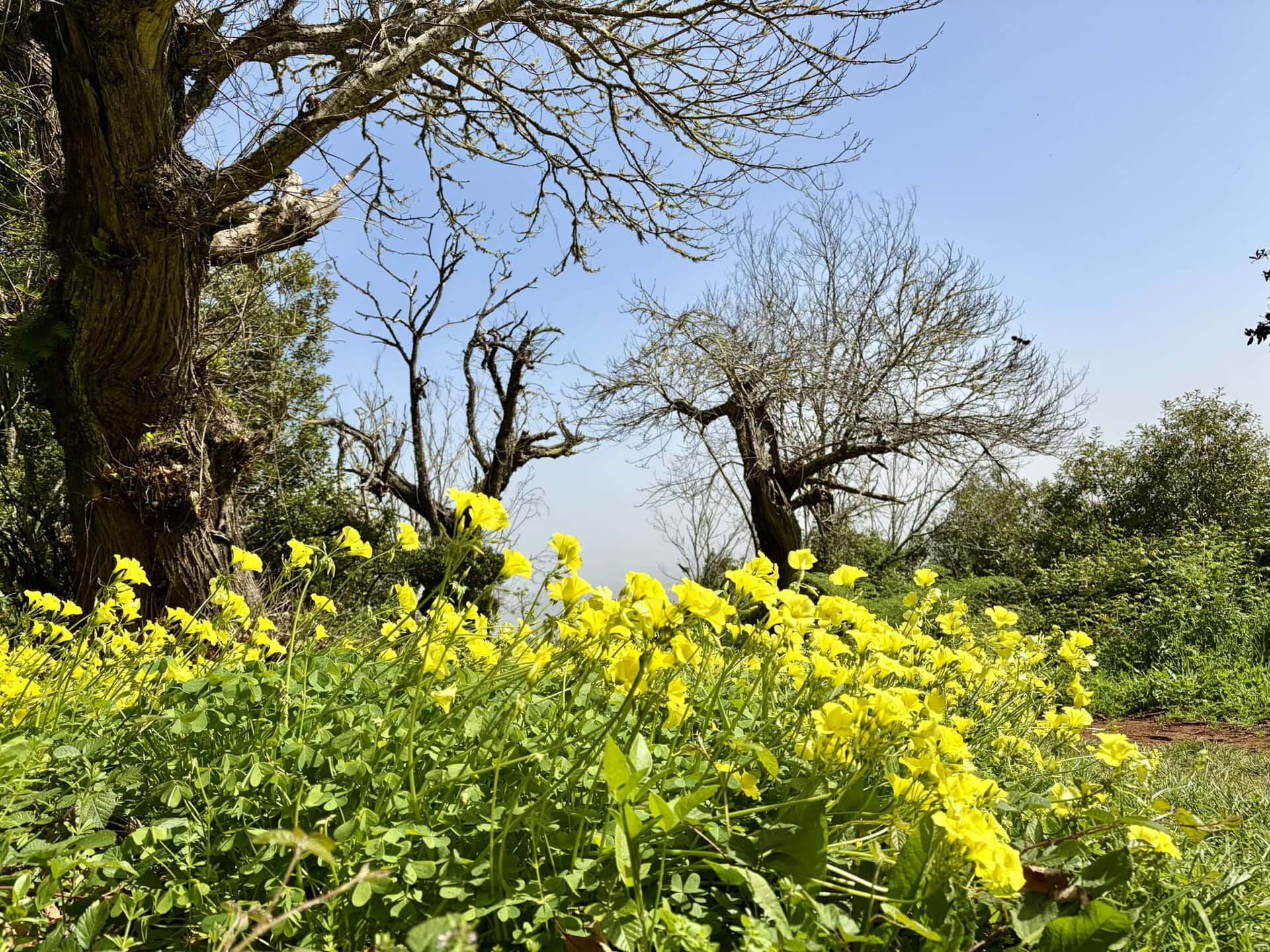 blumen-wanderurlaub-gelb-gran-canaria-reiseblog-natur