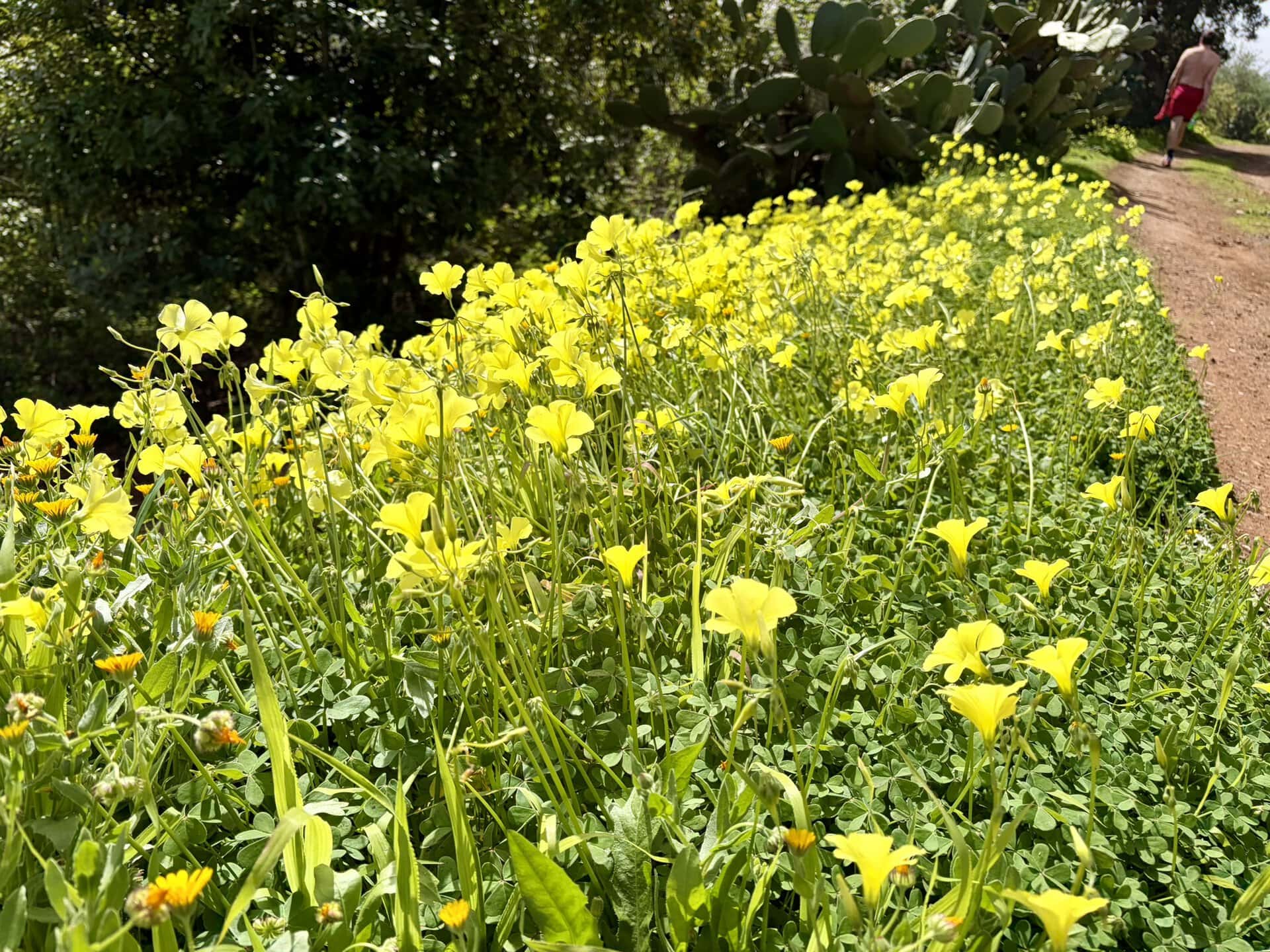 wanderweg-gelbe-blumen-wanderurlaub-gran-canaria-reiseblog