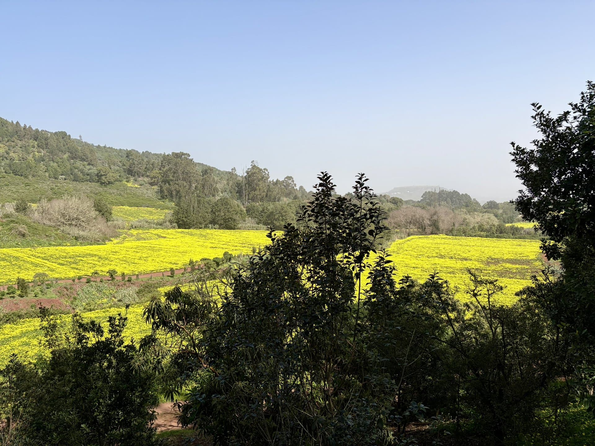 felder-wanderurlaub-gelbe-blumen-gran-canaria-reiseblog