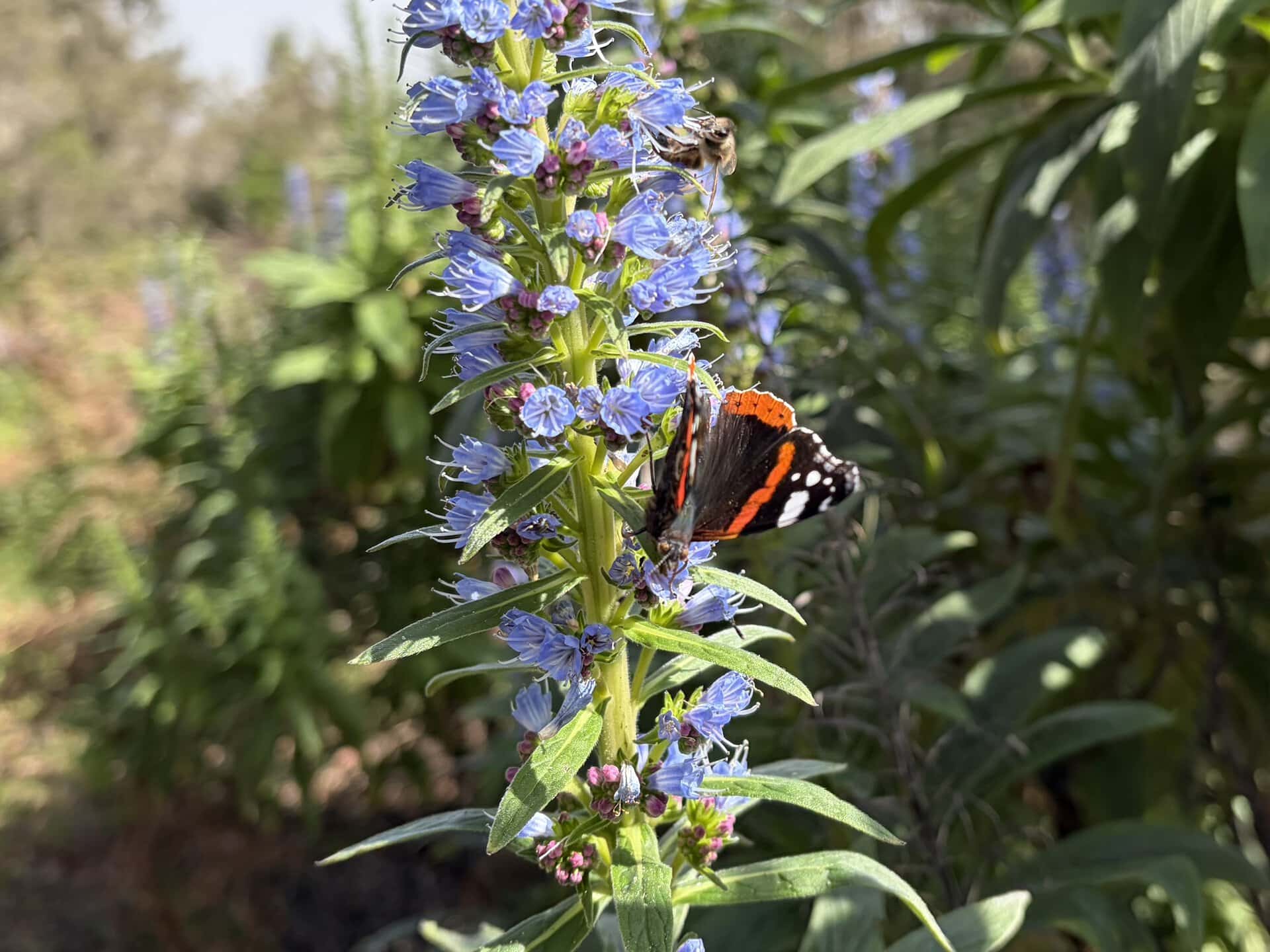 schmetterling-natur-reiseblog-pflanzen-gran-canaria-vegetation-wanderurlaub-biene-blume-blüte