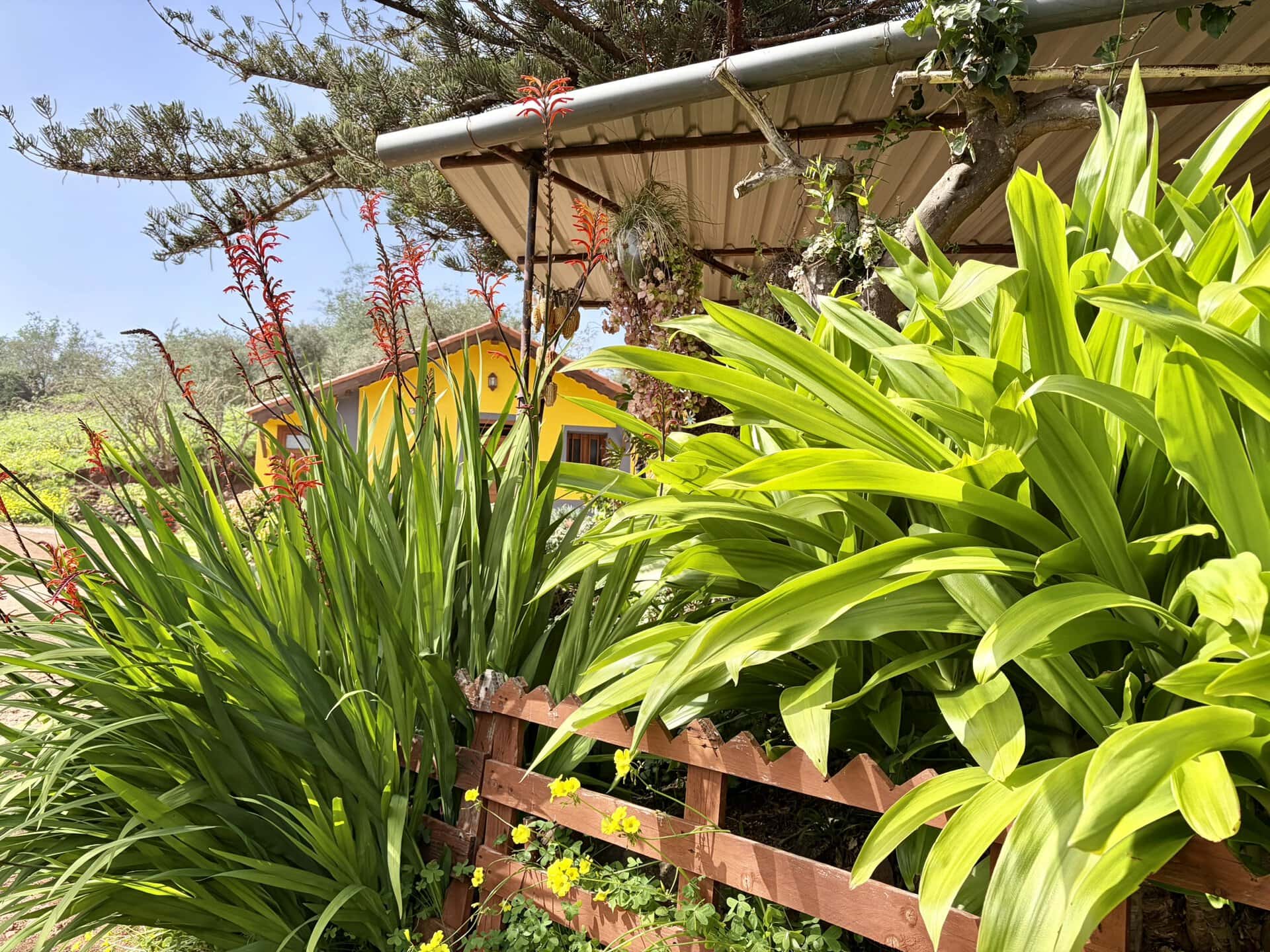 pflanzenwelt-vielfalt-reiseblog-gran-canaria-wanderurlaub