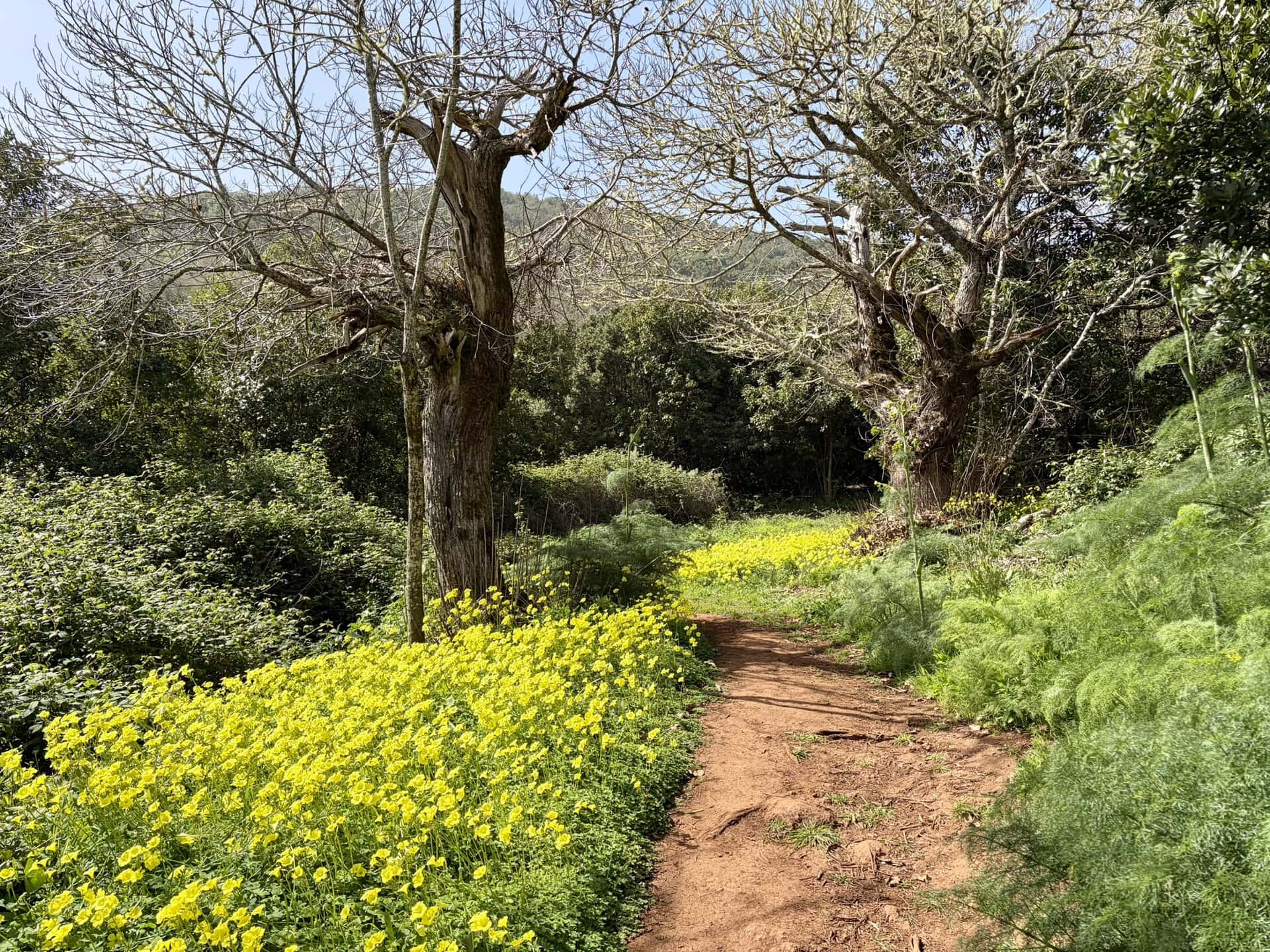 wanderweg-reiseblog-gran-canaria-grüne-vegetation