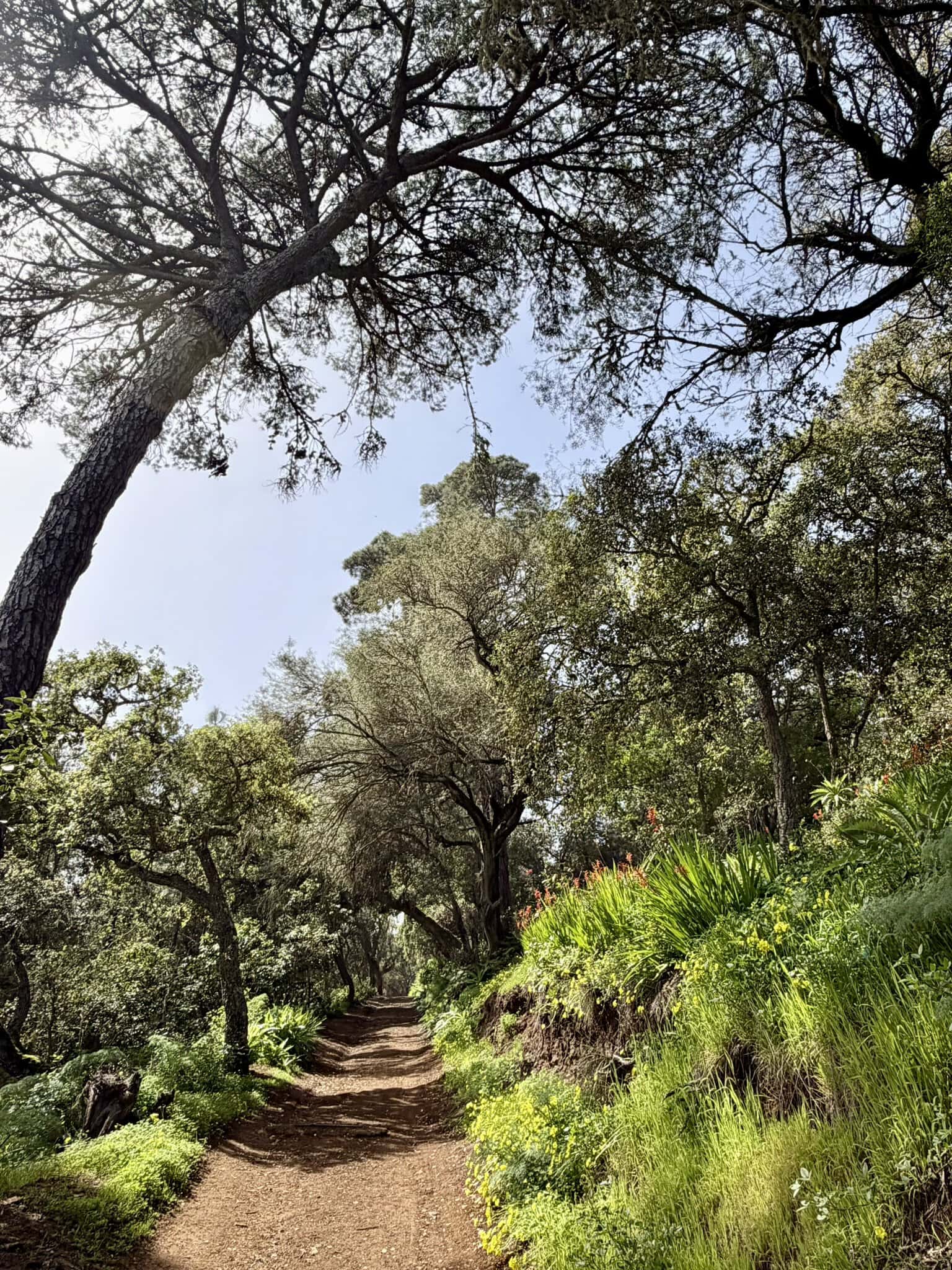 grüner-wanderweg-gran-canaria-reiseblog-wanderurlaub