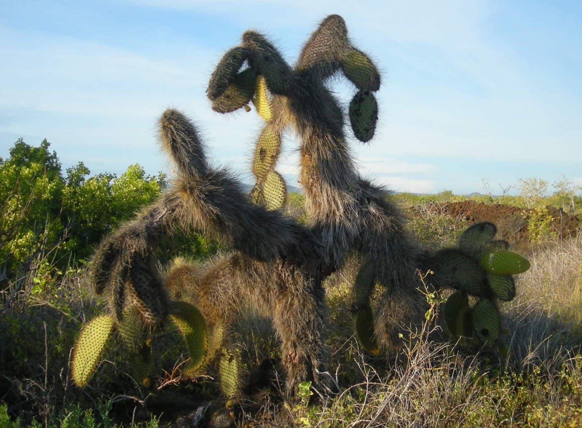 Ecuador Rundreise mit Anden Amazonas und Galapagos Kreuzfahrt