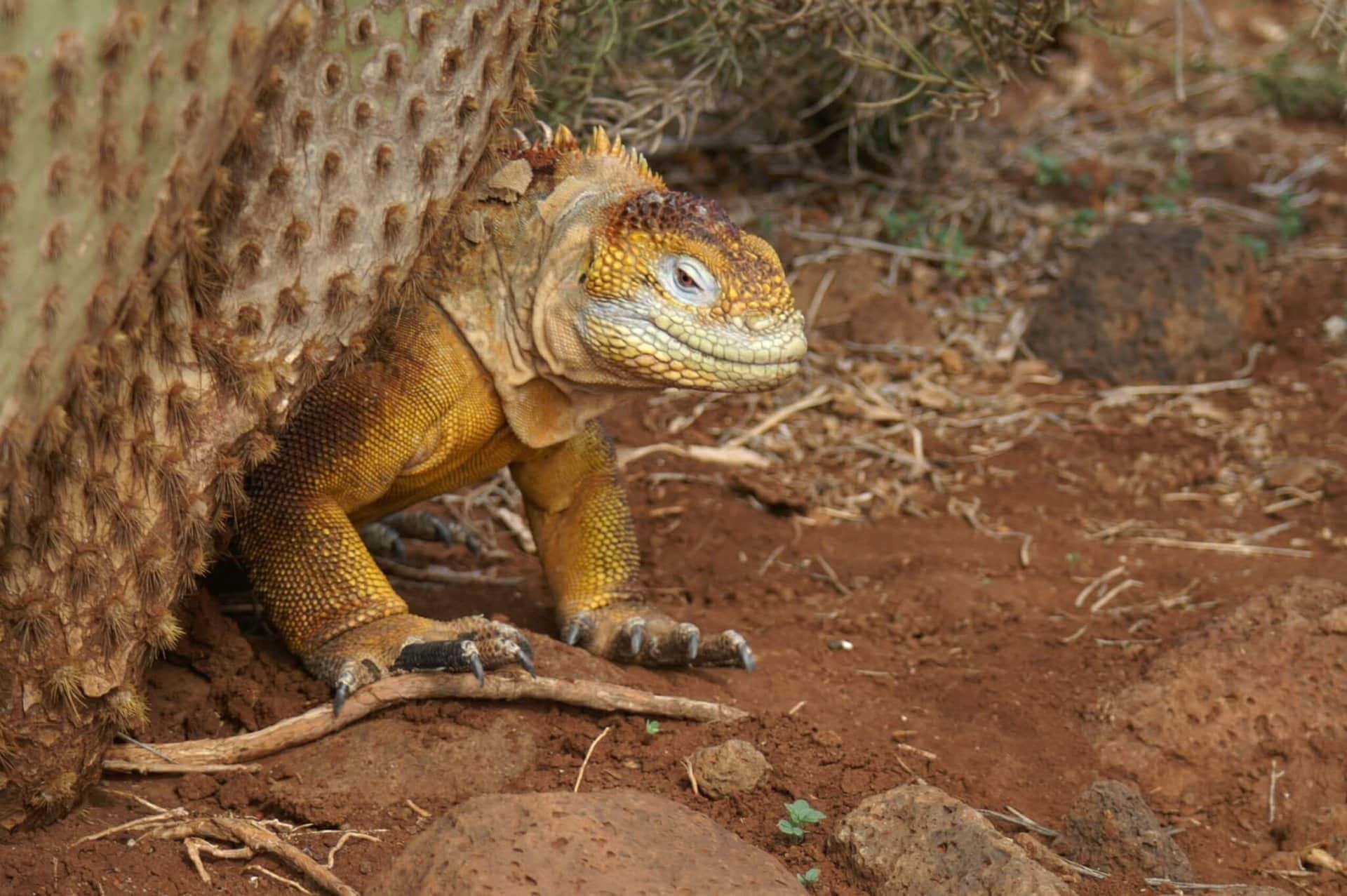Meeresechse auf den Galapagos Inseln während der Kreuzfahrt Ecuador