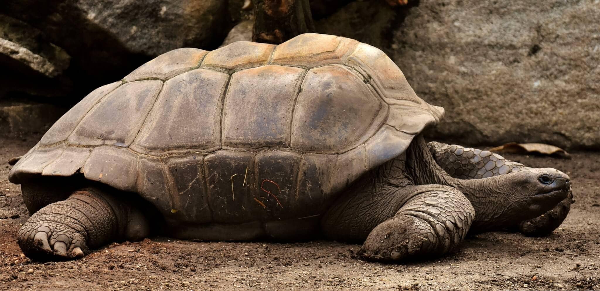 Riesenschildkröte auf den Galapagos Inseln während der Kreuzfahrt Ecuador