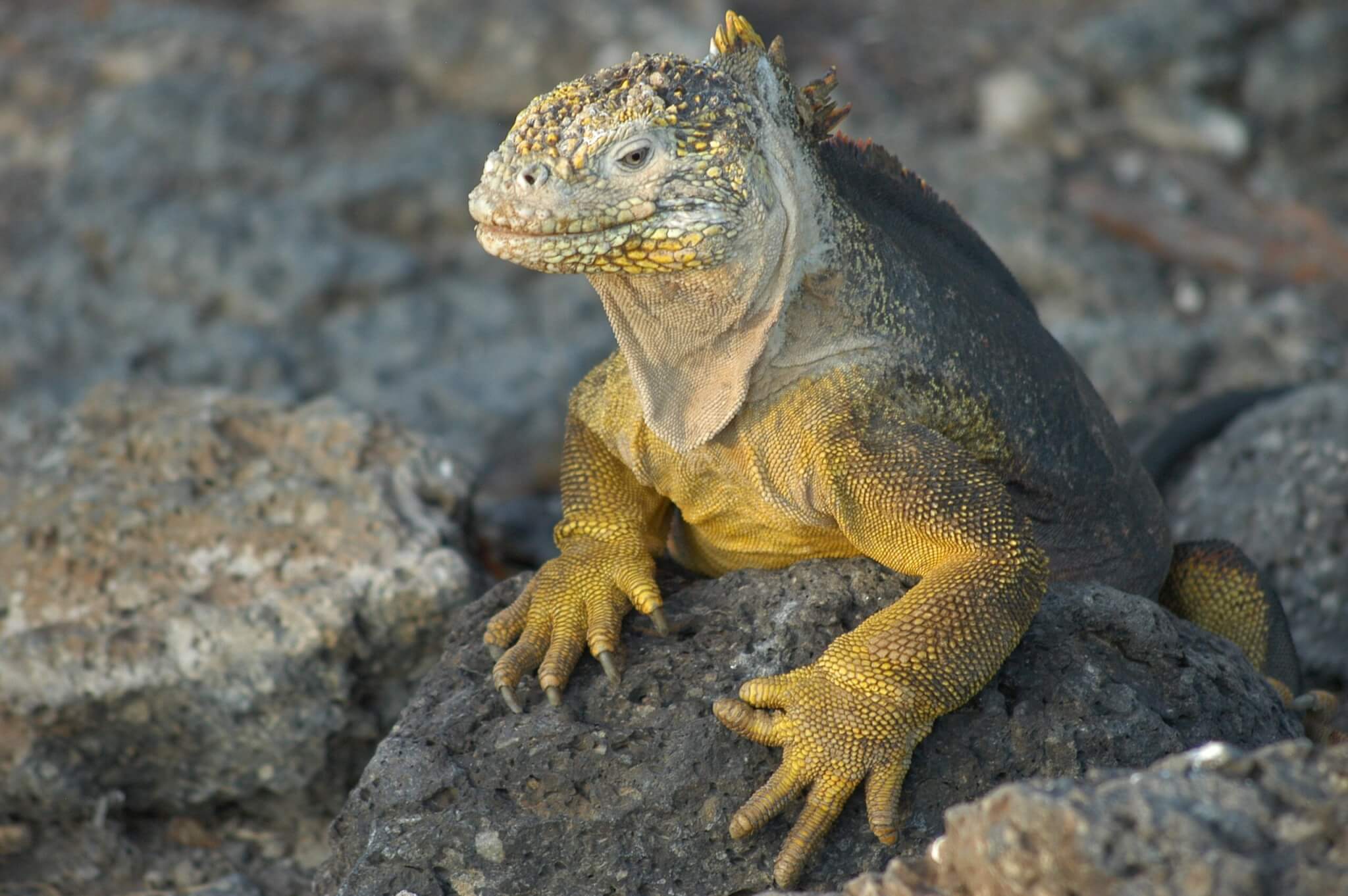 Meerechse auf den Galapagos Inseln während der Kreuzfahrt Ecuador