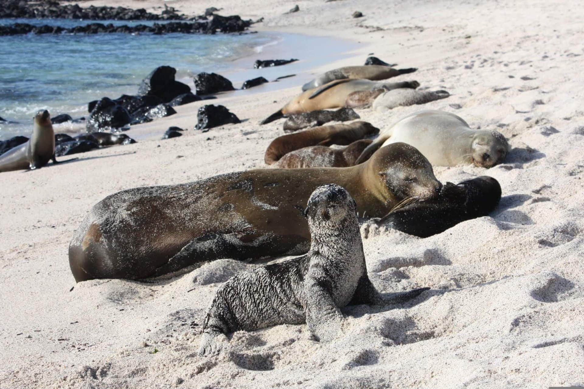 Seelöwen auf den Galapagos Inseln während der Kreuzfahrt Ecuador
