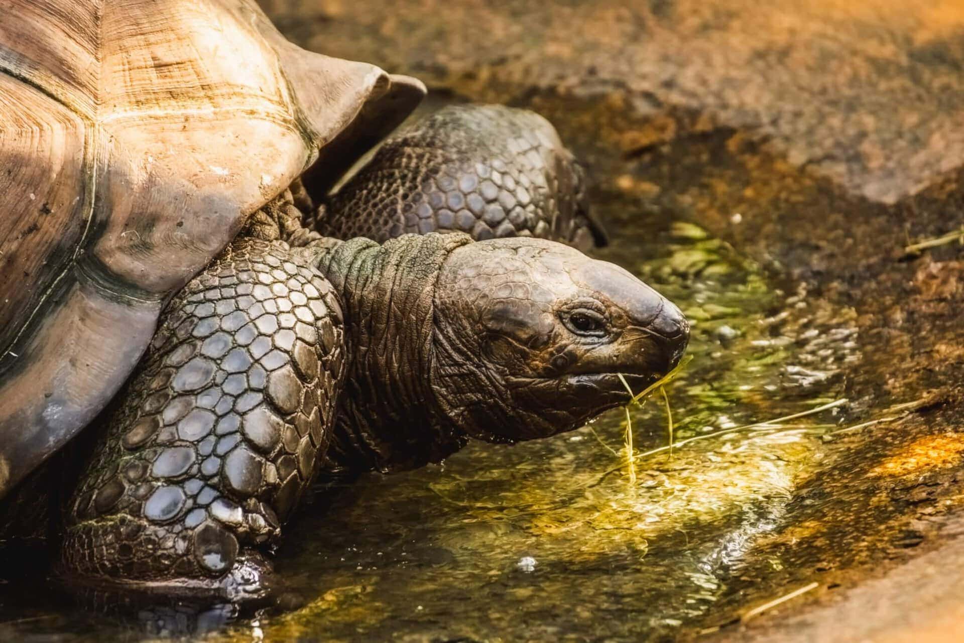 Galapagos Riesenschildkröte während der Kreuzfahrt Ecuador