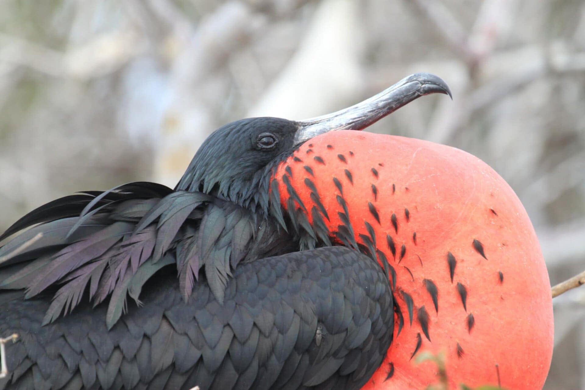 Vogelwelt der Galapagos Inseln während der Kreuzfahrt Ecuador