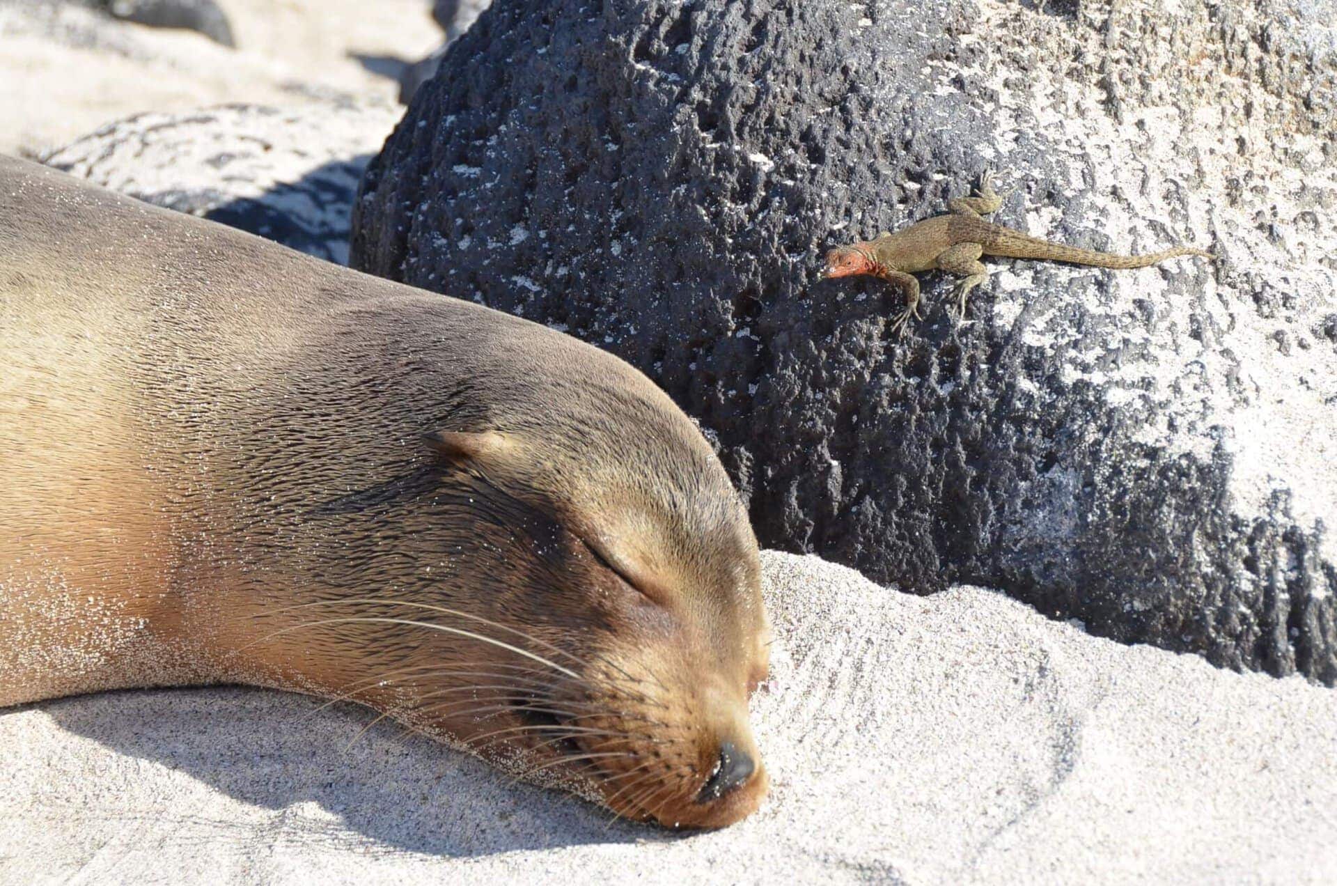 Seelöwe auf den Galapagos Inseln während der Kreuzfahrt Ecuador
