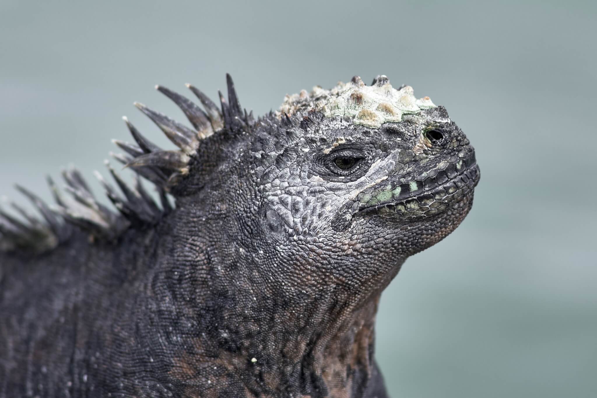 Meerechse auf den Galapagos Inseln bei einer Kreuzfahrt Ecuador
