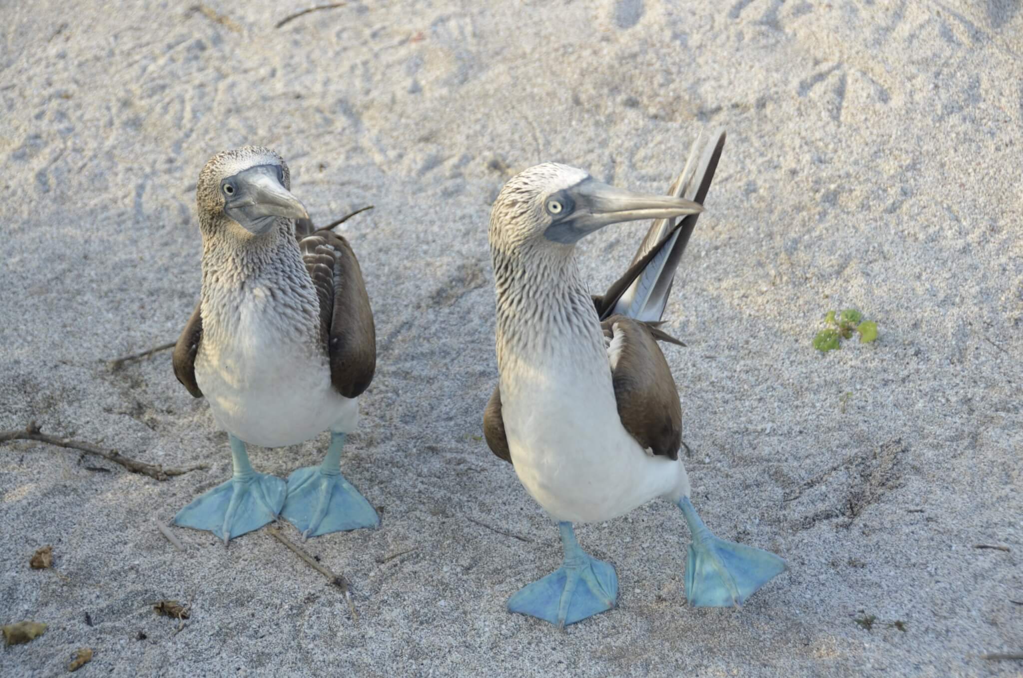 Blaufußtölpel auf den Galapagos Inseln während der Kreuzfahrt Ecuador