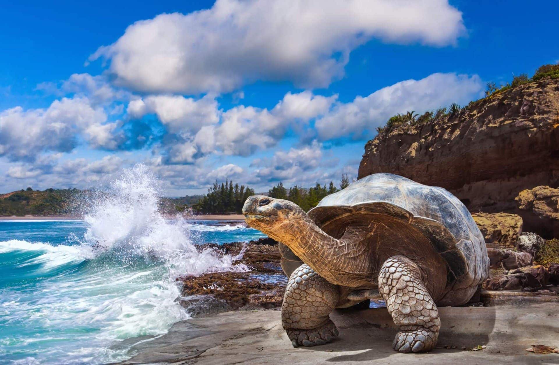 Riesenschildkröte am Meer auf den Galapagos Inseln während der Kreuzfahrt Ecuador