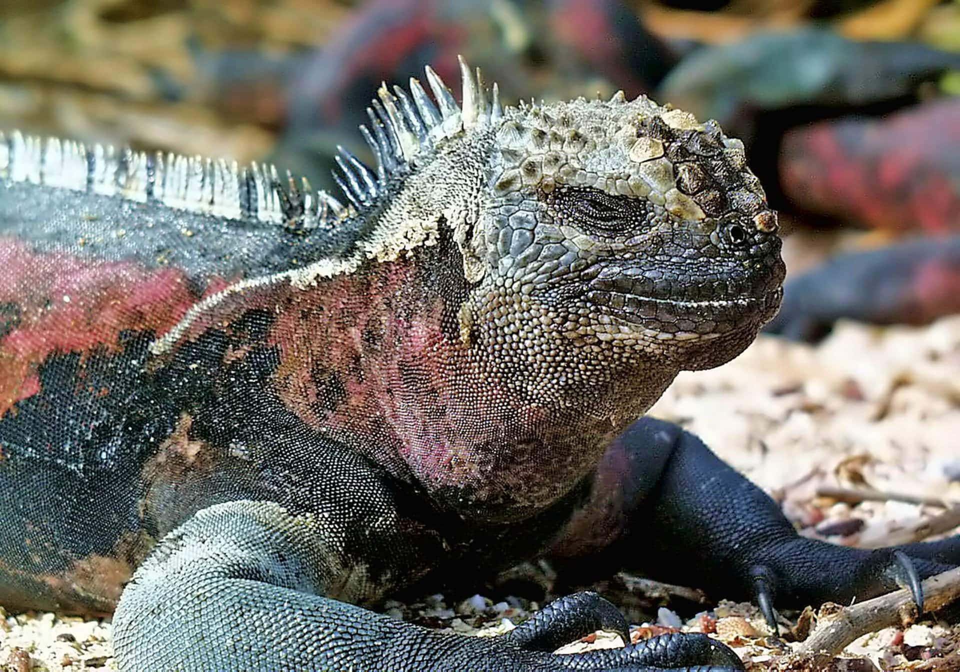 Meereslandschaft auf den Galapagos Inseln während der Kreuzfahrt Ecuador