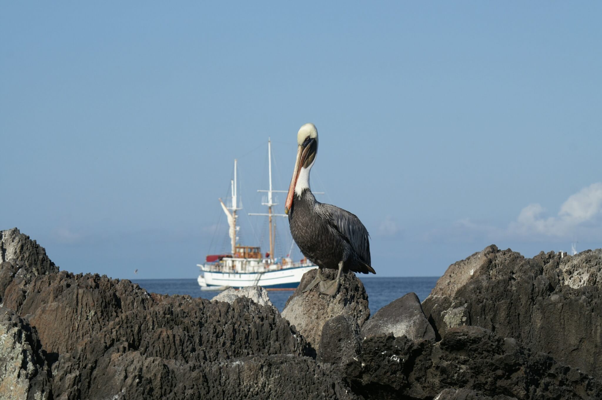 Pelikan auf den Galapagos Inseln während der Kreuzfahrt Ecuador