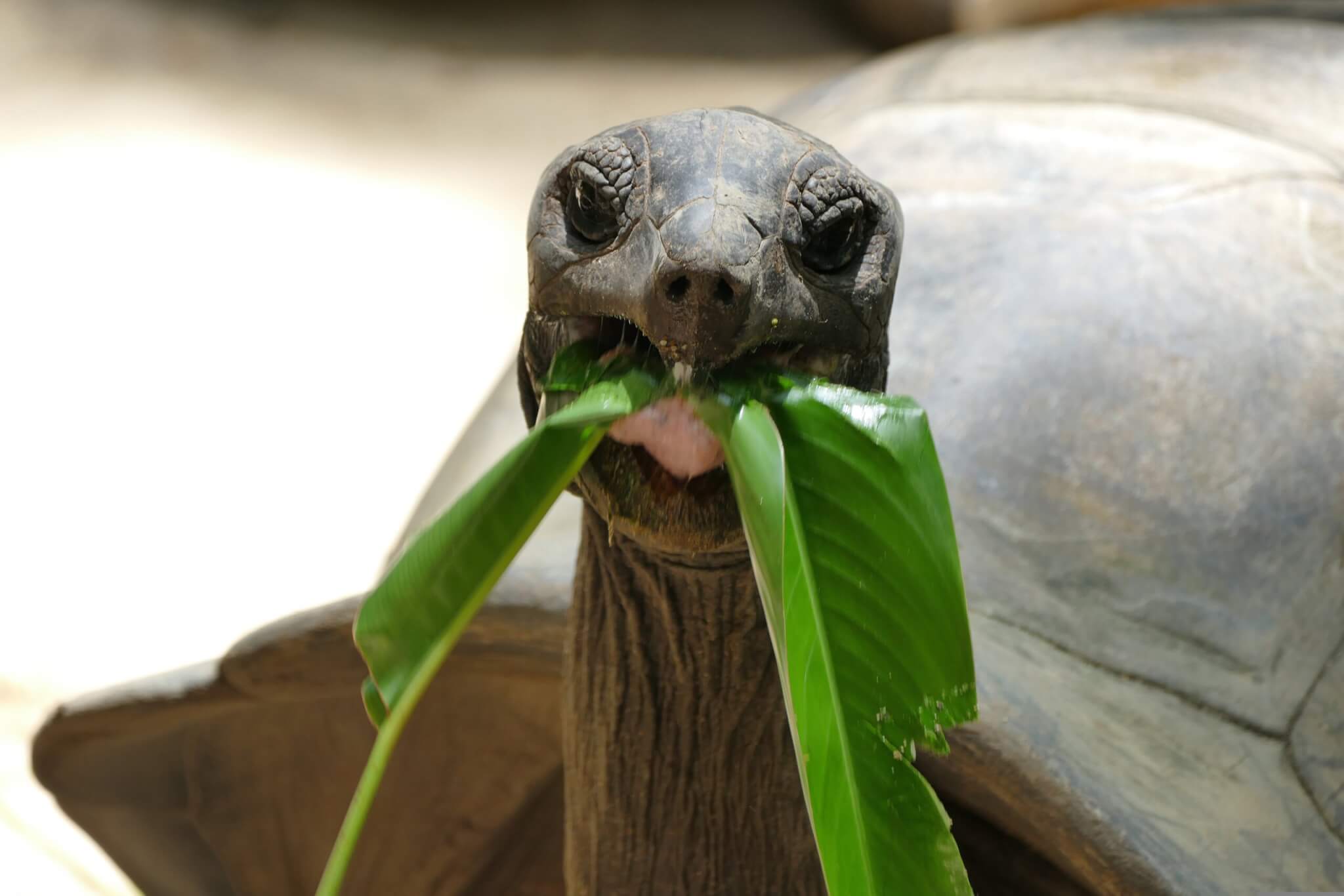 Riesenschildkröte auf den Galapagos Inseln während der Galapagos Kreuzfahrt