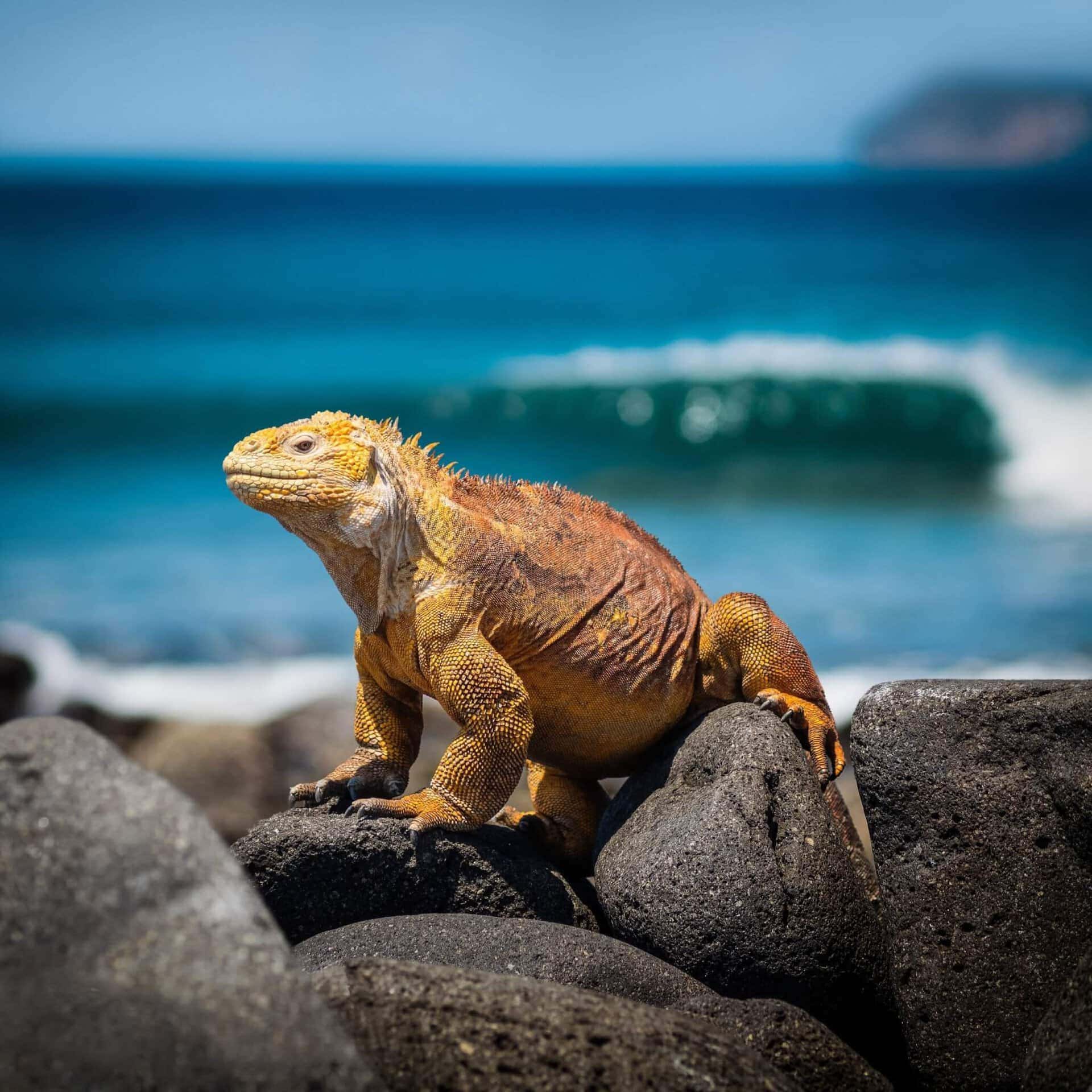 Meerechse am Strand der Galapagos Inseln während der Kreuzfahrt Ecuador