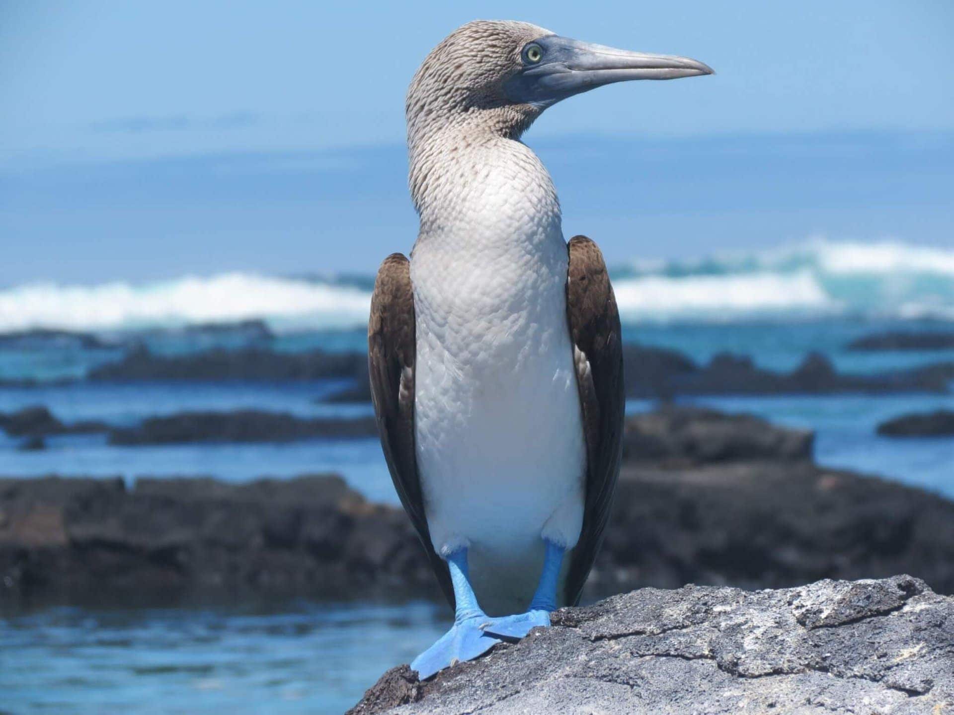 Vogel am Strand der Galapagos Inseln während der Kreuzfahrt Ecuador