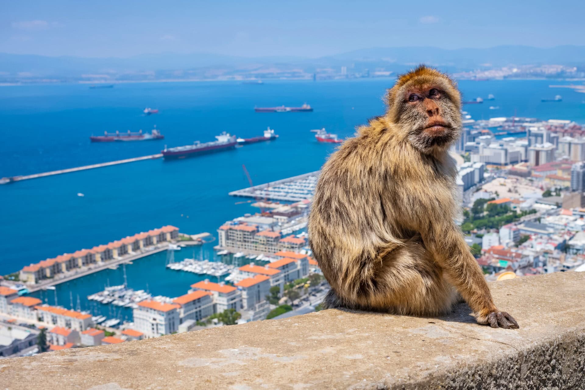 Berberaffen auf dem Felsen von Gibraltar – Sea Cloud Cruises