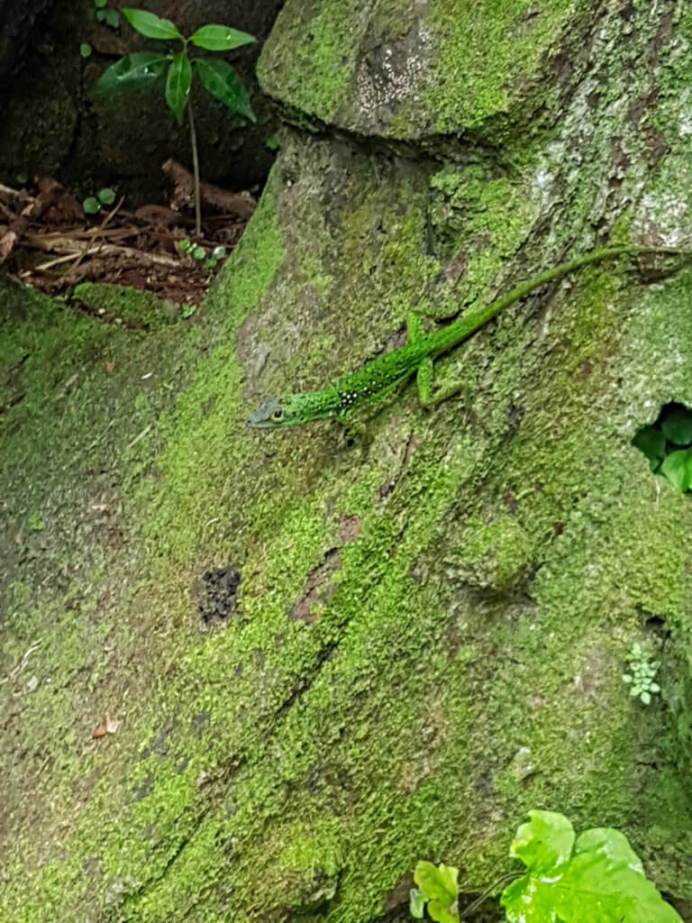 Plane Deinen Urlaub - Martinique Karibik Antillen