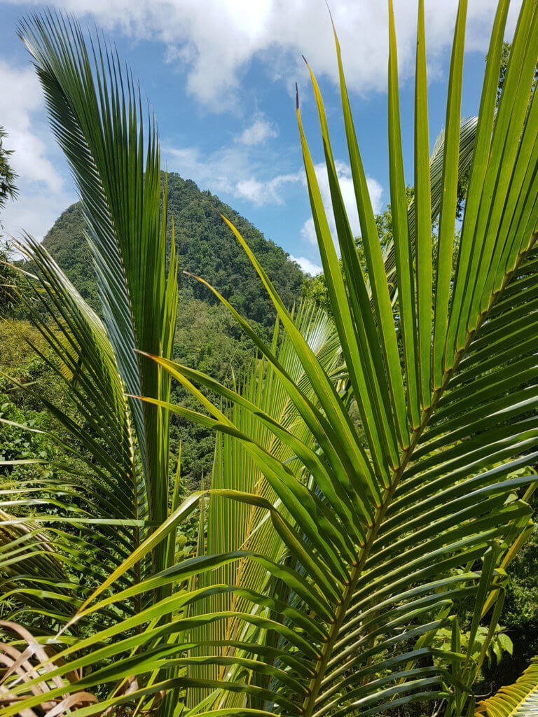 Plane Deinen Urlaub - Martinique Karibik