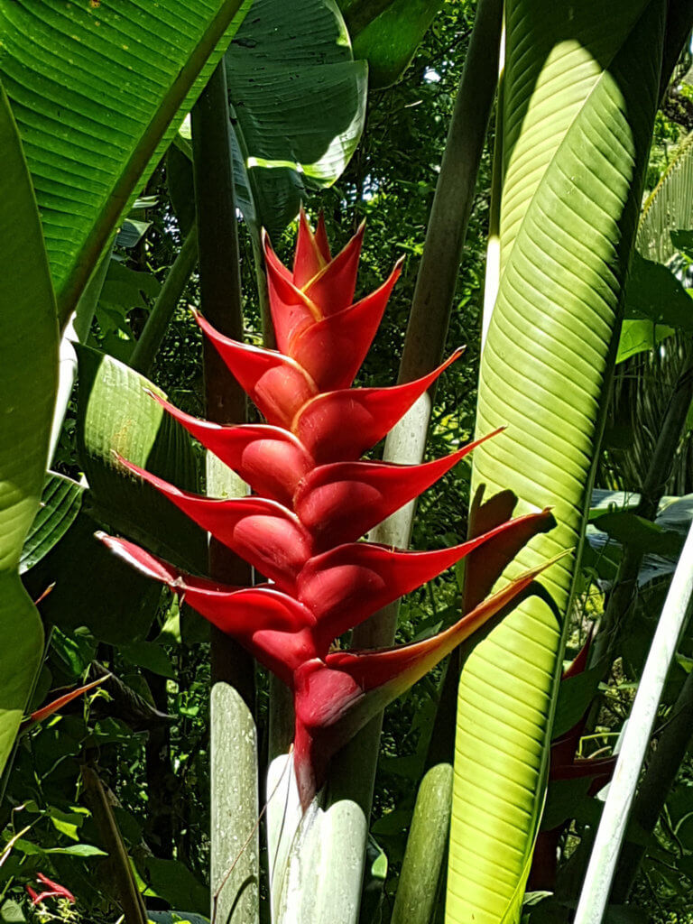 Plane Deinen Urlaub - Martinique Karibik