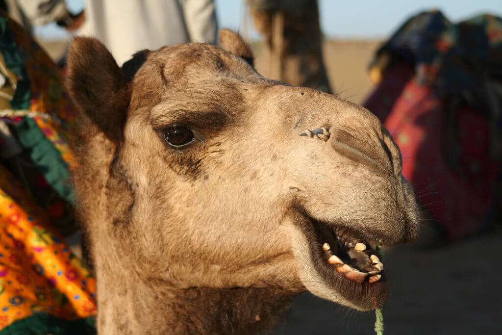 Plane Deinen Urlaub - Indien