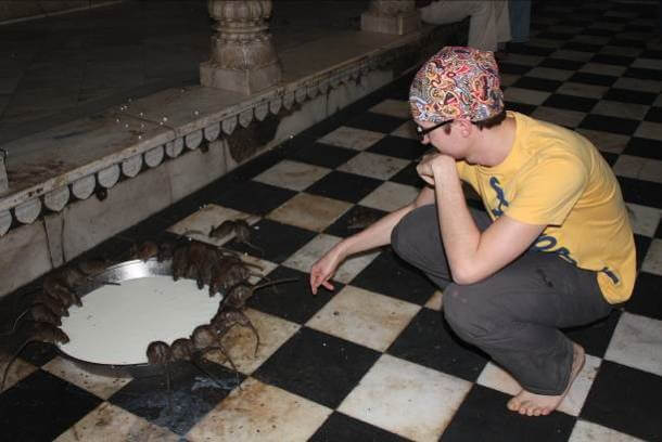 Plane Deinen Urlaub - Indien Rattentempel