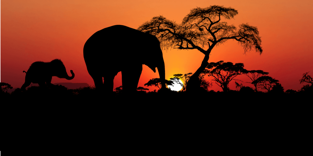 Safari-reiseplanung-südafrika-individuell-unterwegs-mietwagenrundreise-erleben-reisespezialist-elefanten