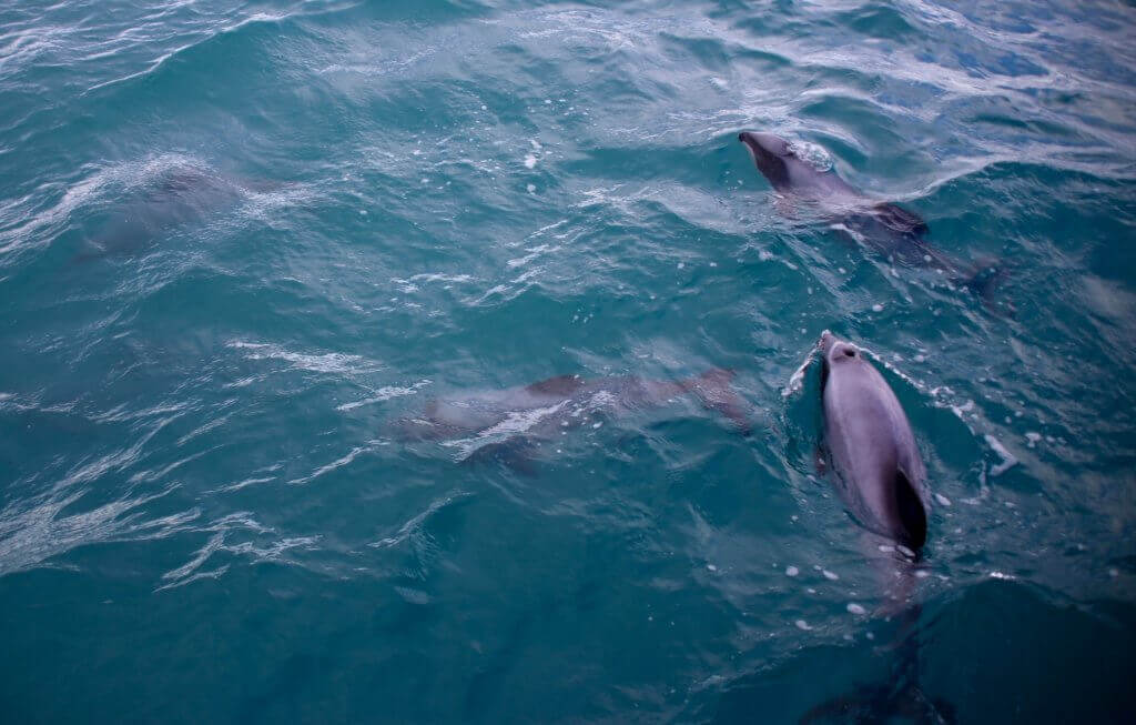 akaroa-bootstour-delphine-delfine-tagestrip-tagesausflug-empfehlung