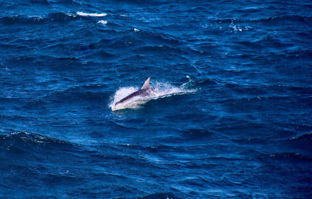 australien-fähre-delfine-melbourne-bucht-fotoreise-fotohotspot-tagestour-geelong-reiseprofi