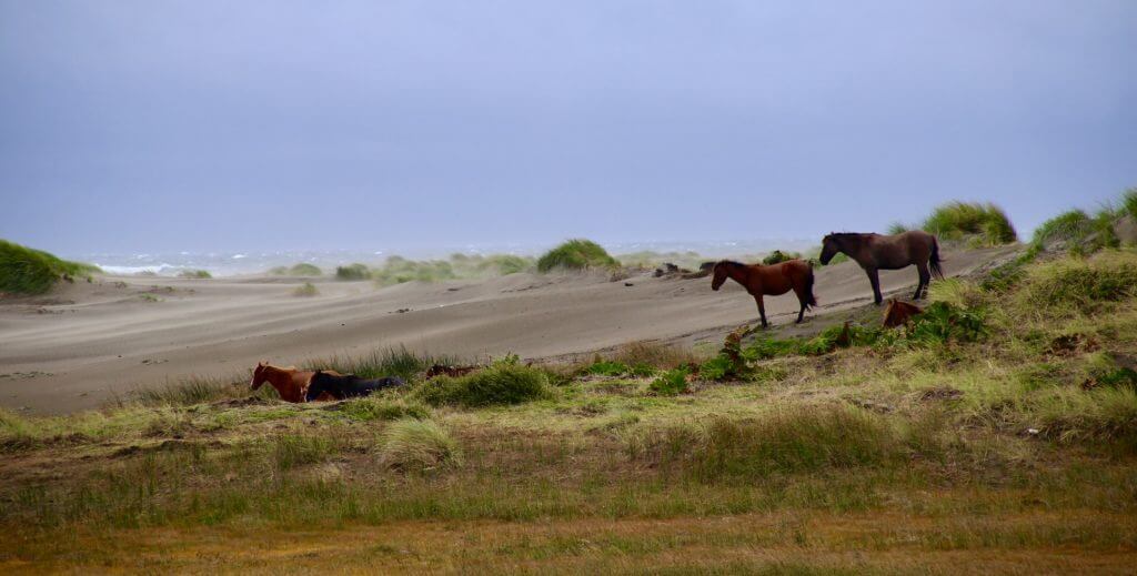 organisierte-rundreise-chile-landschaftsfotographie-fotourlaub-chile-fotoreise-tierfotographie-chiloe-island-wanderreise-trekkingurlaub-wilde-natur-erleben