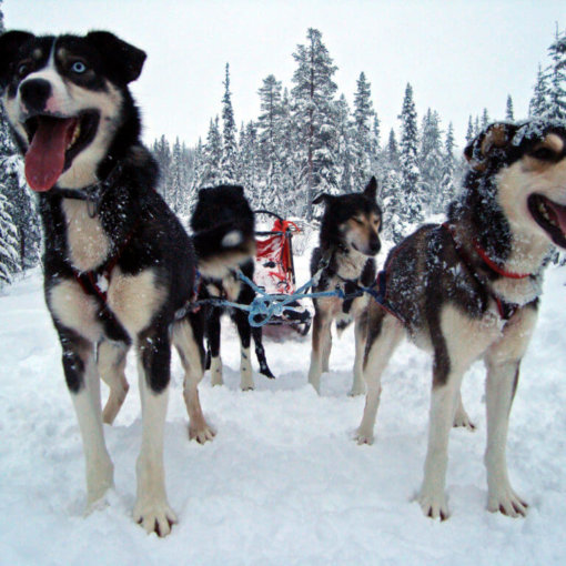 lappland-hundschlitten-finnisch-reise-buchen-spezialist-fuer-nordeuropa-winter