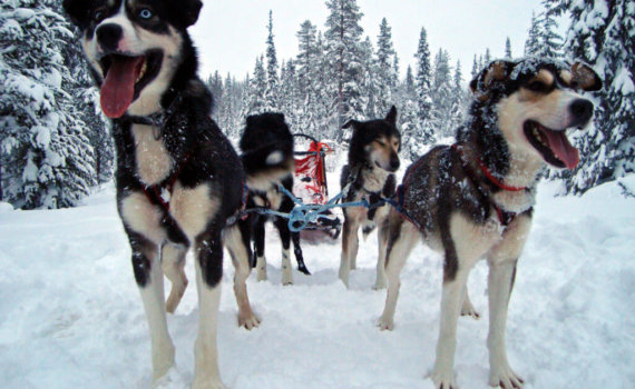 lappland-hundschlitten-finnisch-reise-buchen-spezialist-fuer-nordeuropa-winter