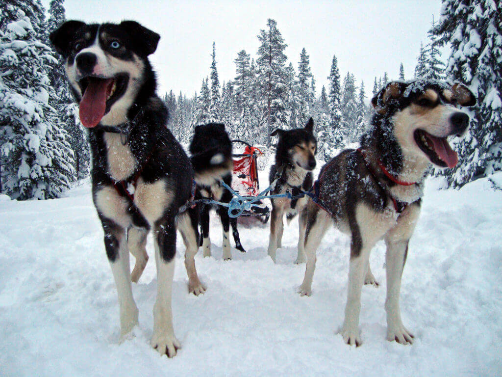 lappland-hundschlitten-finnisch-reise-buchen-spezialist-fuer-nordeuropa-winter