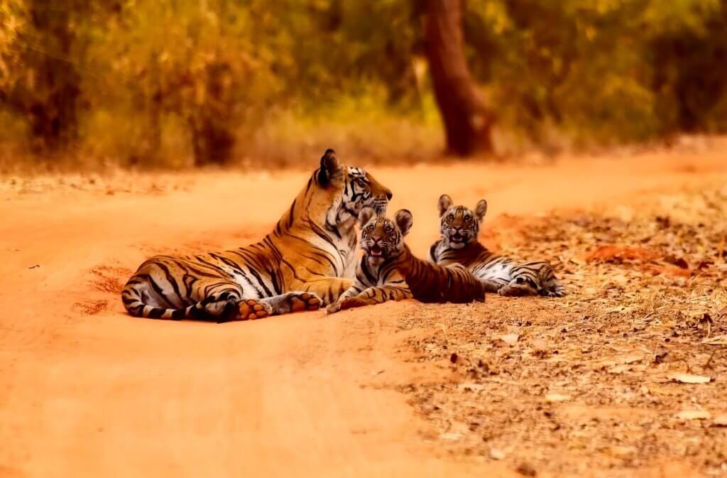 rundreise-individuell-durch-indien-tiger-wild-life-unterwegs-in-indien-reisespezialist