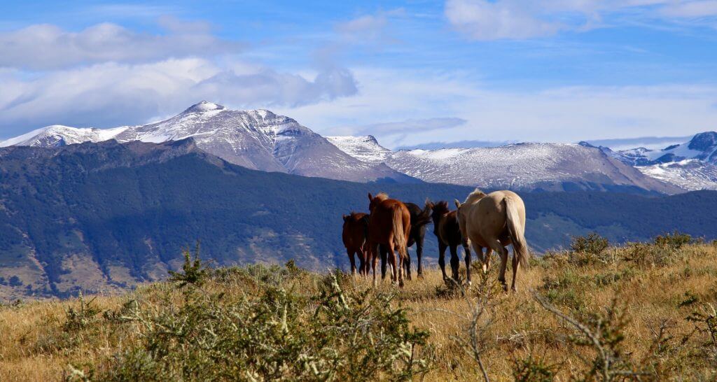 organisierte-rundreise-chile-tierfotographie-geplantereise-landschaftsfoto-punta-arenas-chile-luxusurlaub-individualreise-naturfoto-individuell-urlaub-reise-reiseidee-reisetip-urlaubsidee