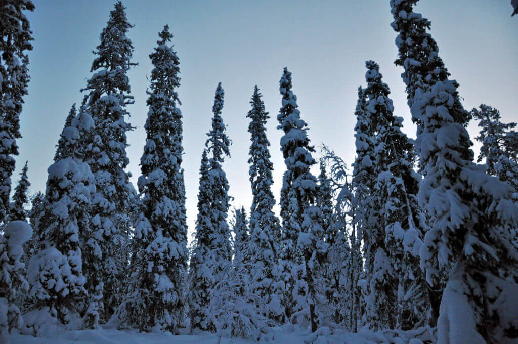 hundeschlitten-tour-lappland-finnland-winter-reise-buchen