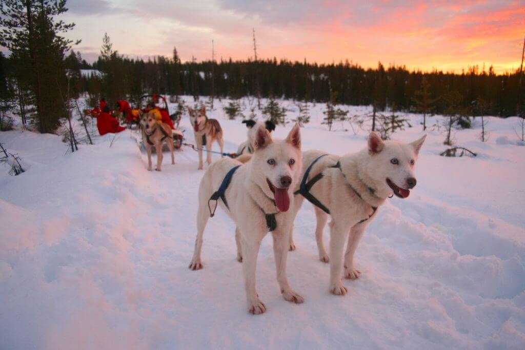 hundeschlitten-tour-lappland-buchen-finnland-winter-reise-planen