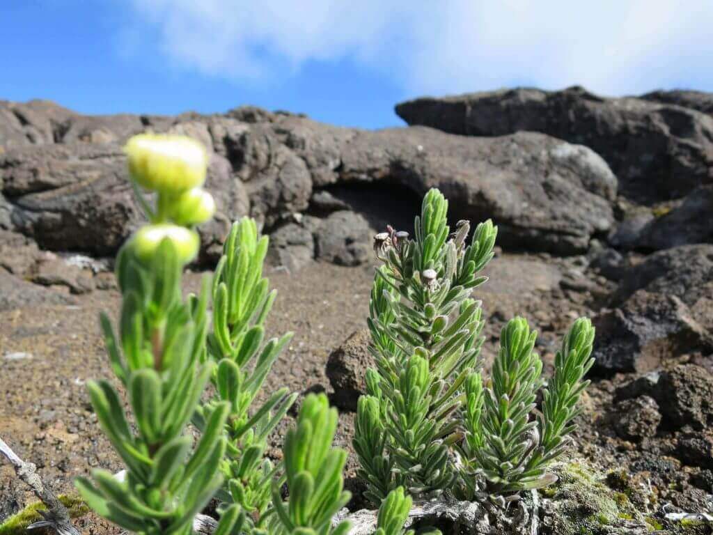 aktivurlaub-unterwegs-individuelle-rundreise-natur-pur-la-reunion-wanderung-planen