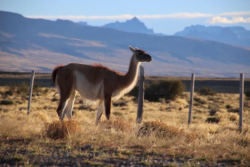 wanderlust-natur-pur-urlaub-patagonien-chile-wanderreise-trekking-reise-urlaub-rundreise