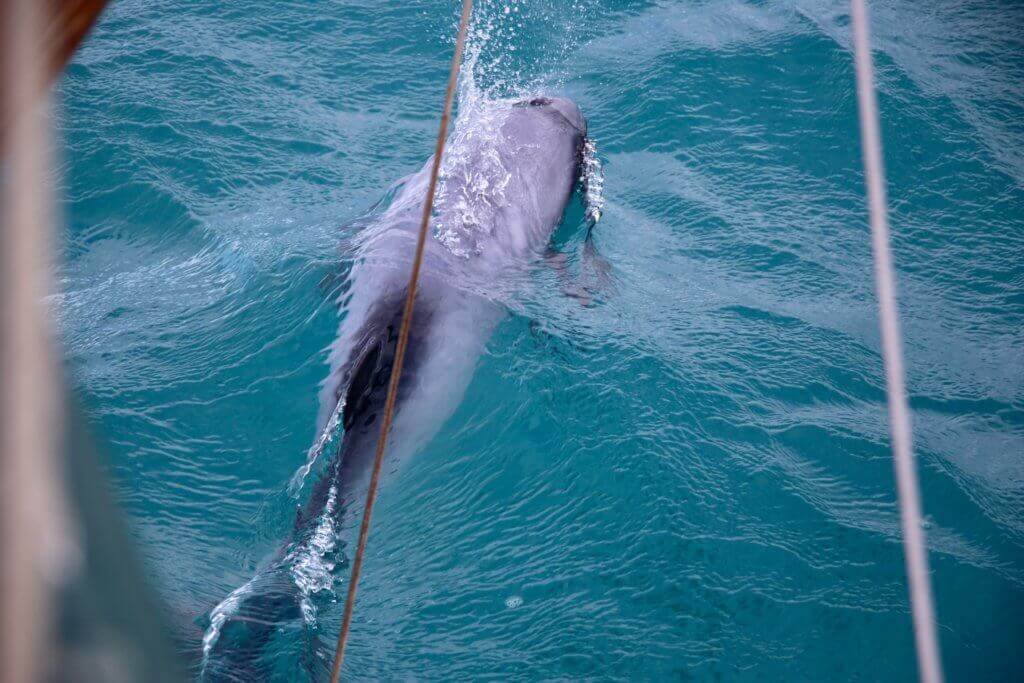 neuseeland-akaroa-bootstoure-segelturn-segelboot-buchen-tierbeobachtung-delphine-delfine-tagestrip-tagesausflug-empfehlung